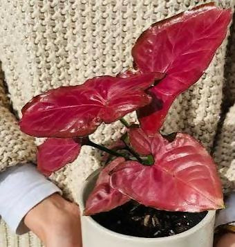 Syngonium orm nak red