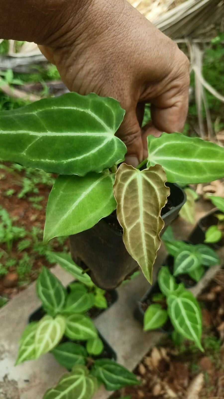 Plant Doctor 10-Pack Rare Foliage Anthurium Combo