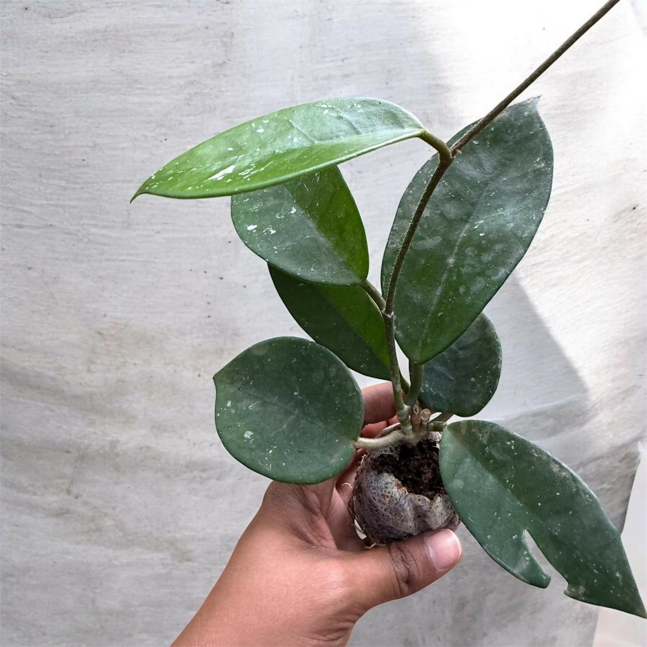 Hoya combo-5 plants-Jiffy sized