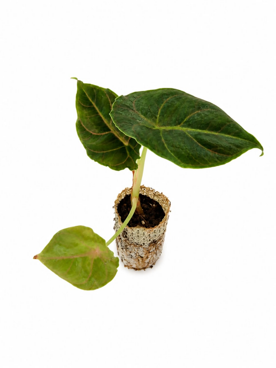 Alocasia cuprea-Exotic TC plants-EtherealDNA