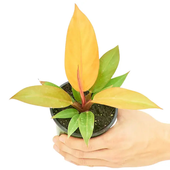 Philodendron ‘Prince of Orange’ - SMALL