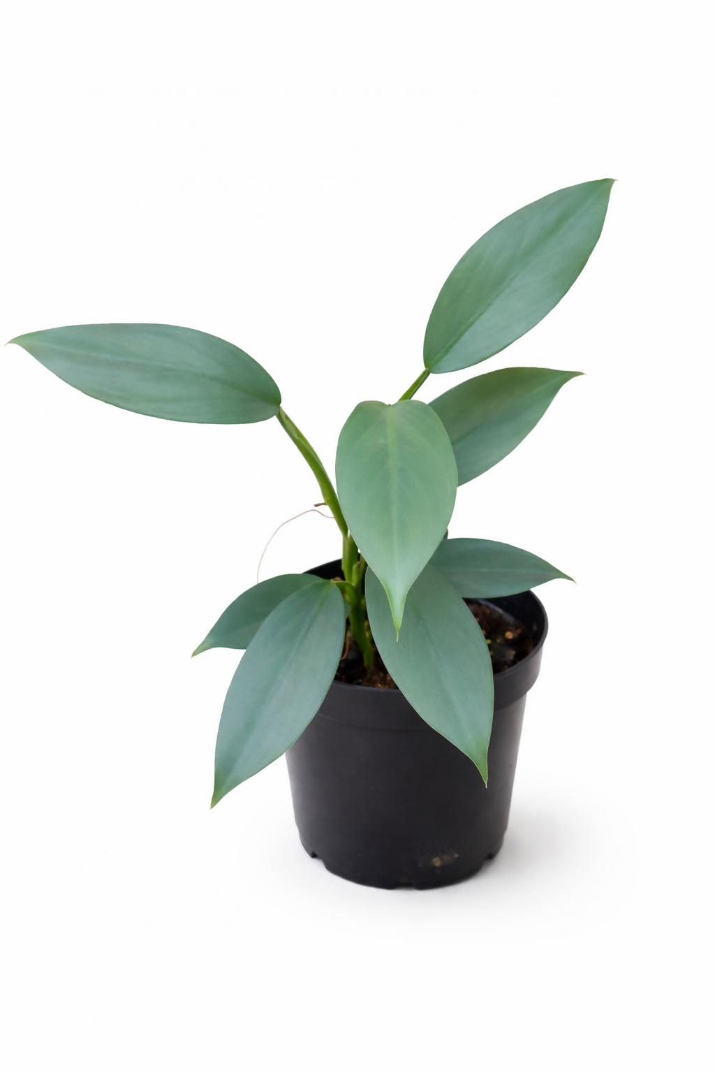 Philodendron Silver Sword
