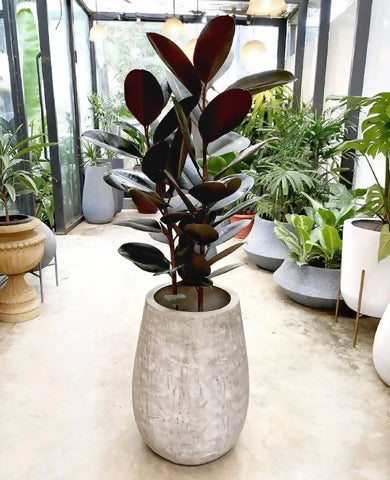 Rubber Plant Ficus Elastica ‘Burgundy’