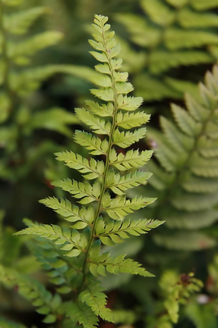 Korean Rock Fern (Polystichum tsus-simense)- Rare Terrarium Fern- The Lush Flora