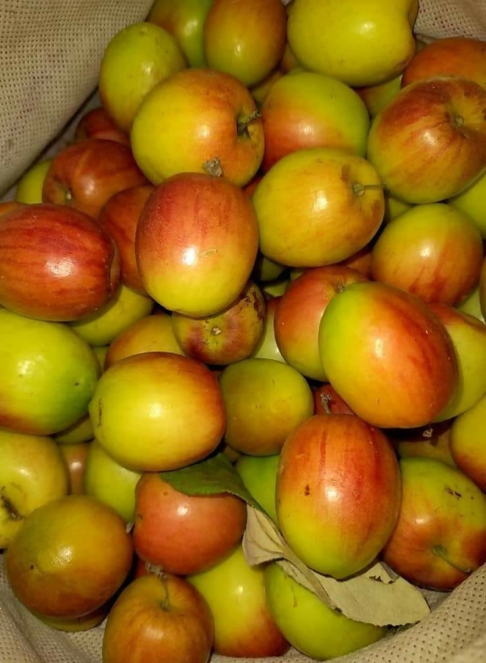 Ber Apple Red Fruit Plants (Ziziphus Mauritiana)