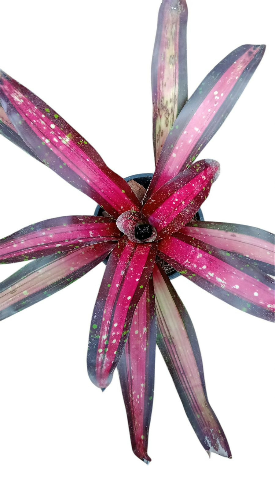 Bromeliad