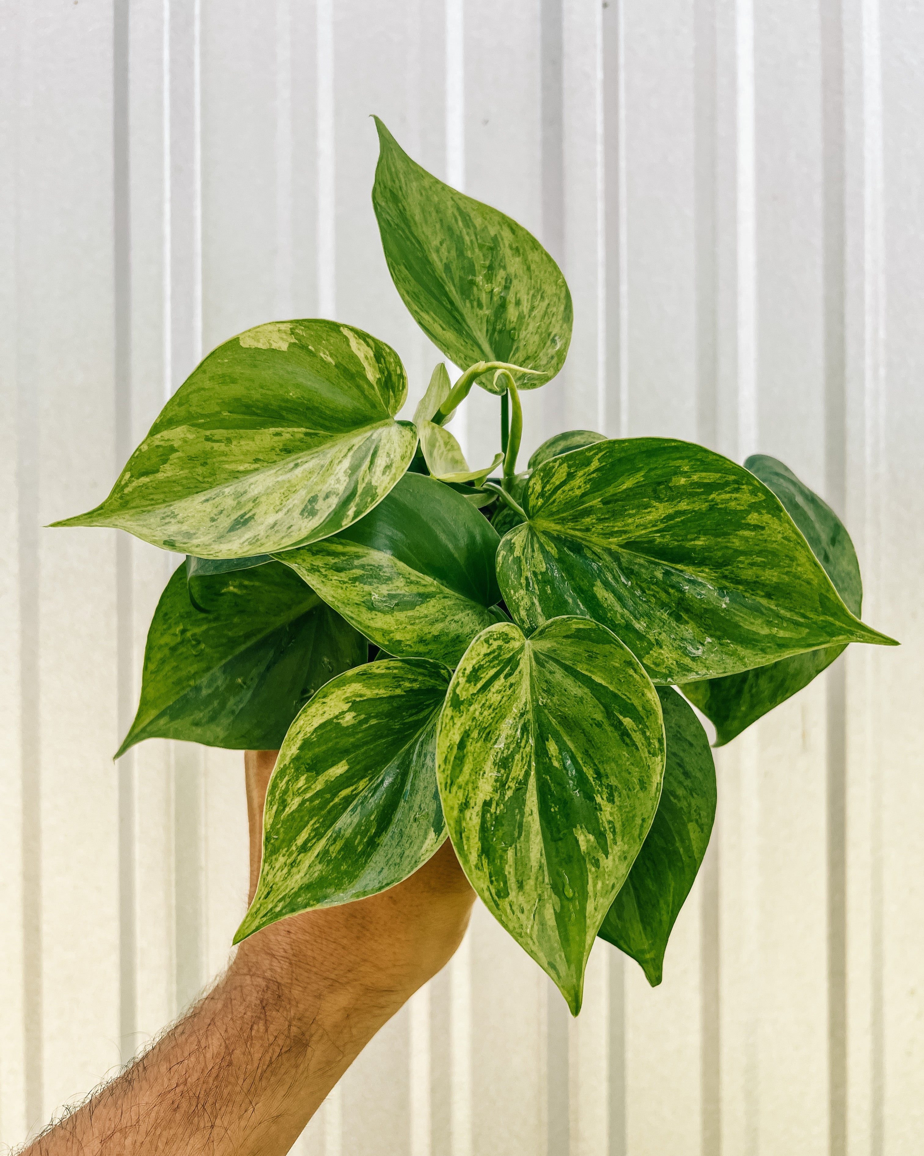 Philodendron Hederaceum variegated