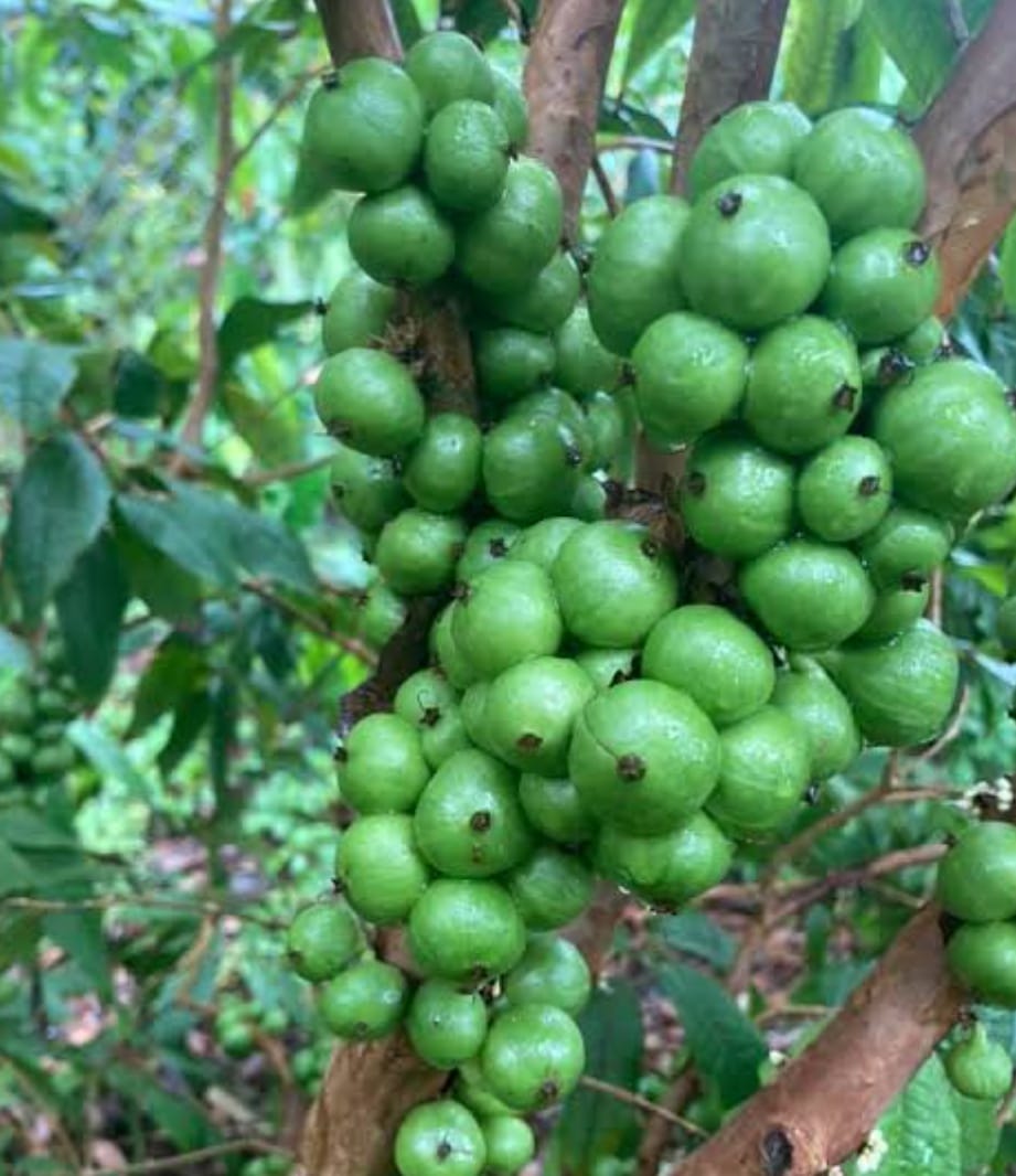 White Jaboticaba Fruit Plant - Approach Graft - Keyfarm Wayanad