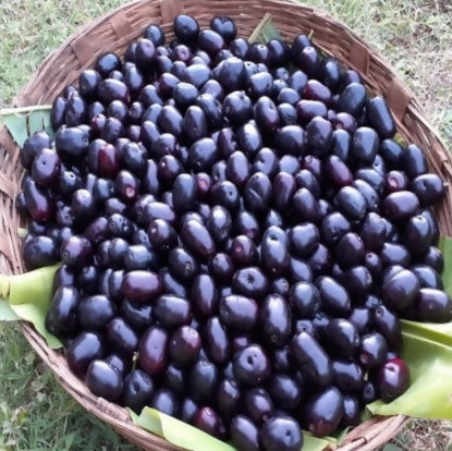 Black Jamun Fruit Plants (Syzygium Cumini)