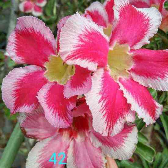 Adenium Plant-42