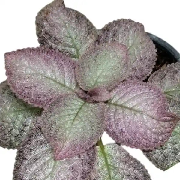 Episcia Old Rose - Red Flower