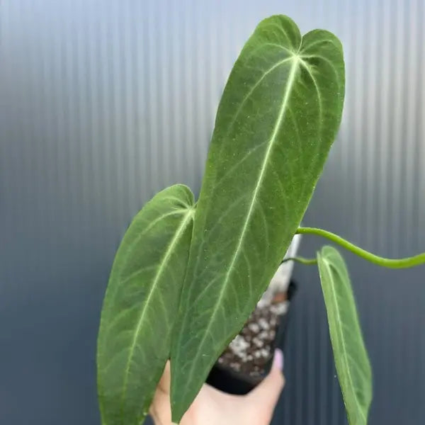 Anthurium Warocqueanum 'Esmeralda' - Rare