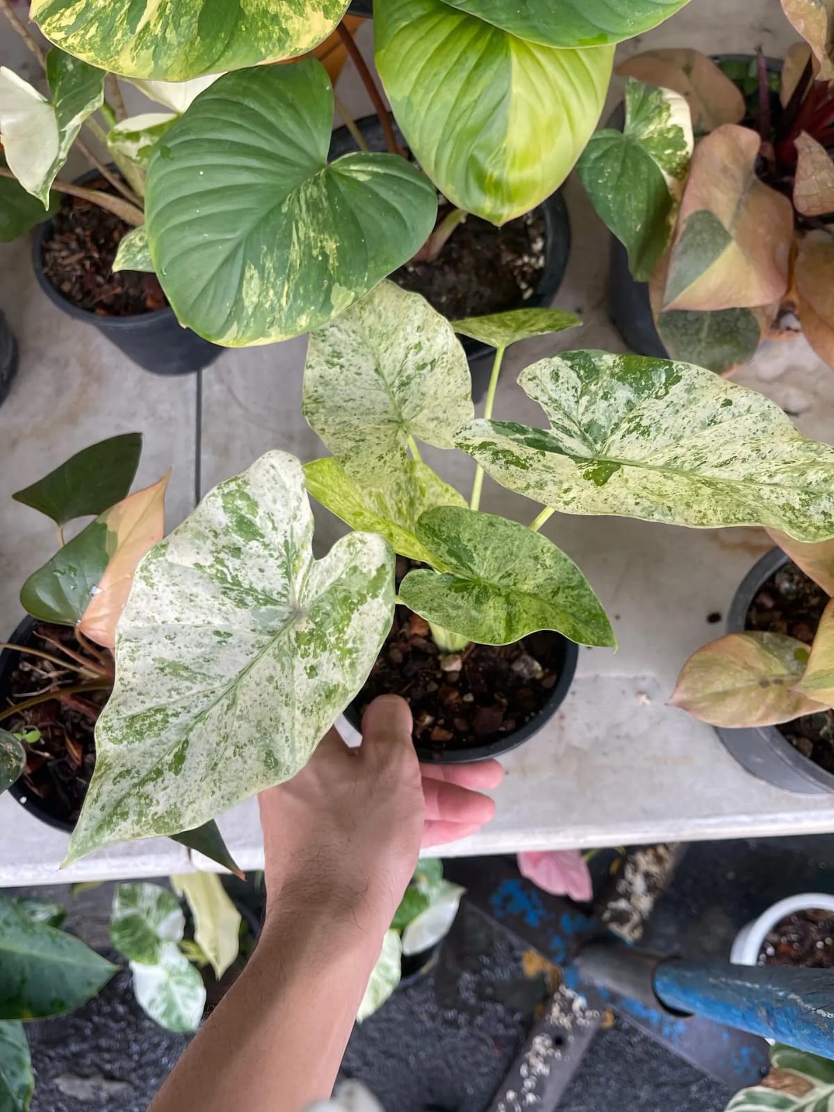 Alocasia Odora Batik Variegated leaf details and texture – healthy indoor plant