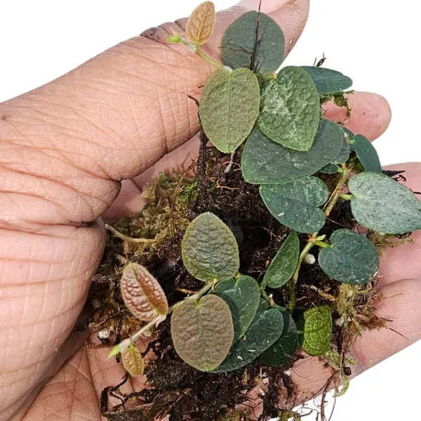 Ficus Melawi
