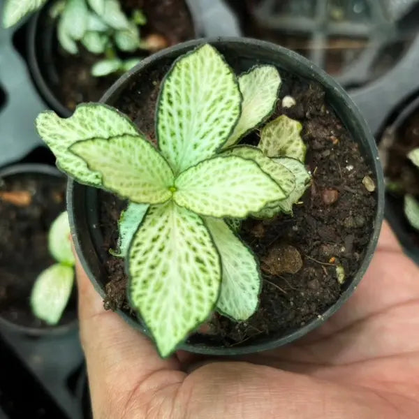 Fittonia 'Anne White'