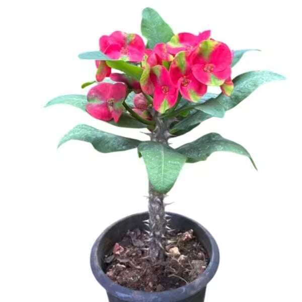 Euphorbia Multicolor - E3