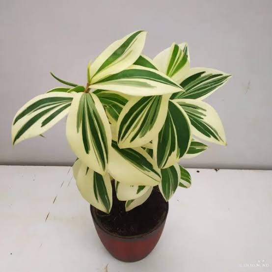 Variegated Spiral Ginger leaf details and texture – healthy indoor plant