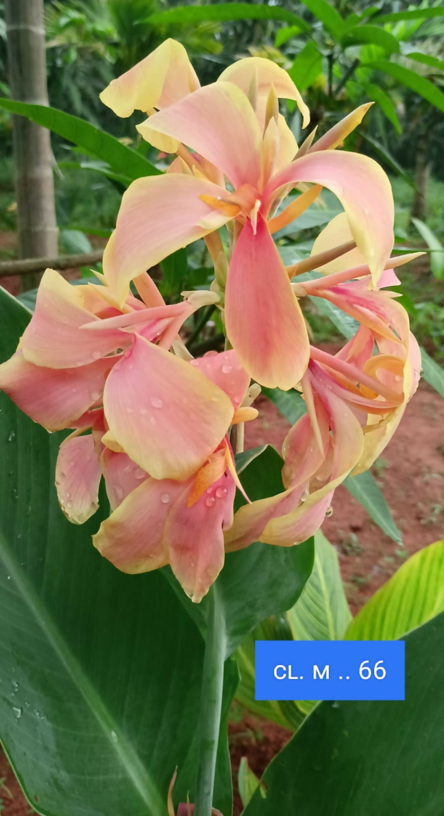 Healthy Canna Lily Bulb CL. M..66 carefully cultivated by Plant Doctor nursery