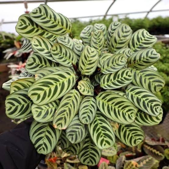 Calathea Burle Marxii Maranta leaf details and texture – healthy indoor plant