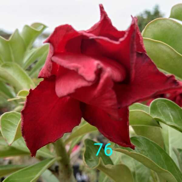 Adenium Plant-61
