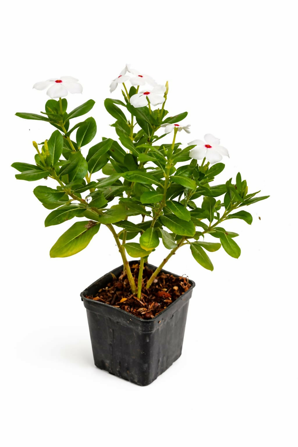 Vinca
