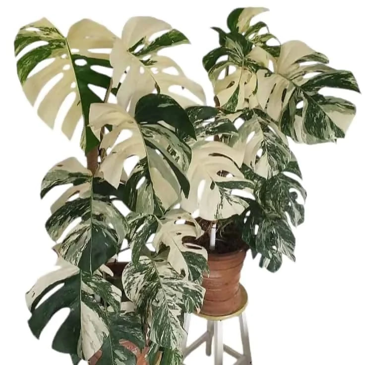 Monstera Albo Variegated white