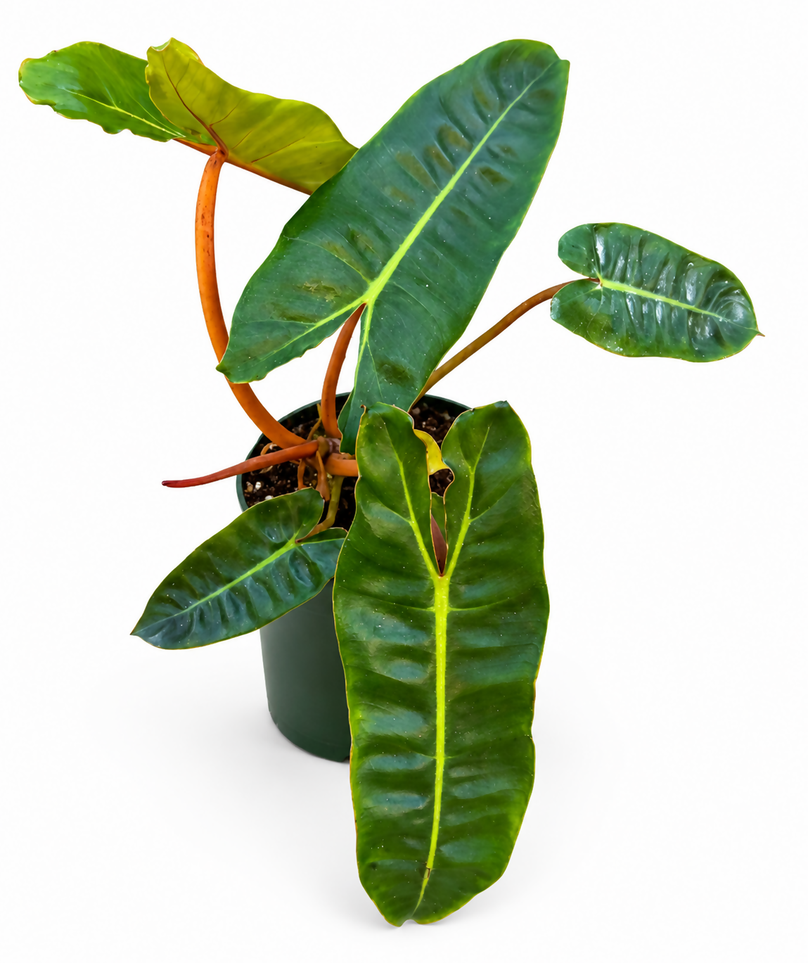 Philodendron Billietiae medium sized well settled plants