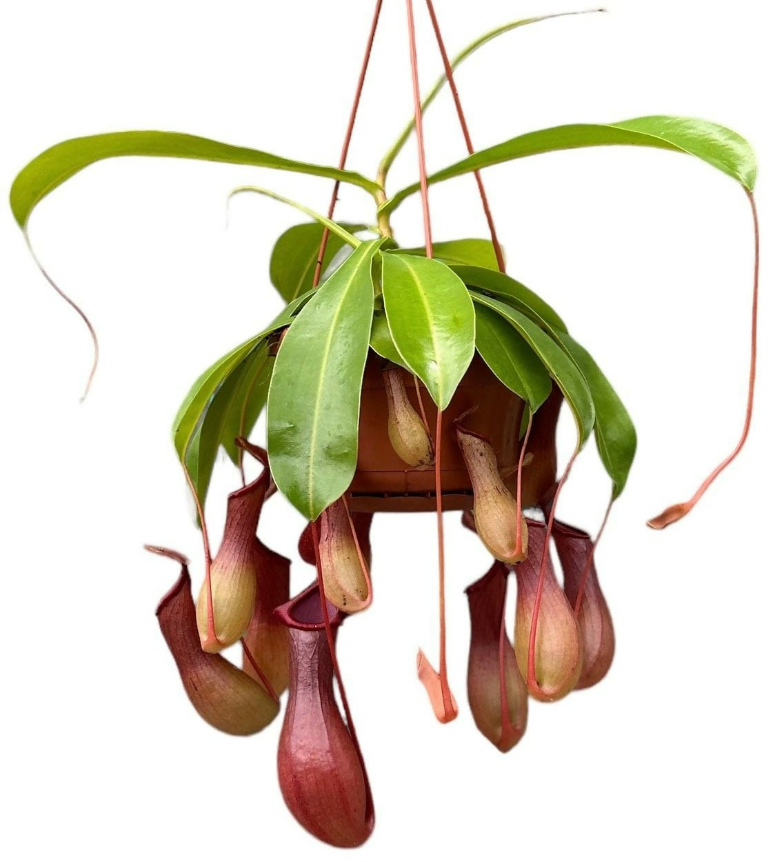 Nepenthes ventrata / Deroose Alata / Carnivorous Plant / Picture Plant