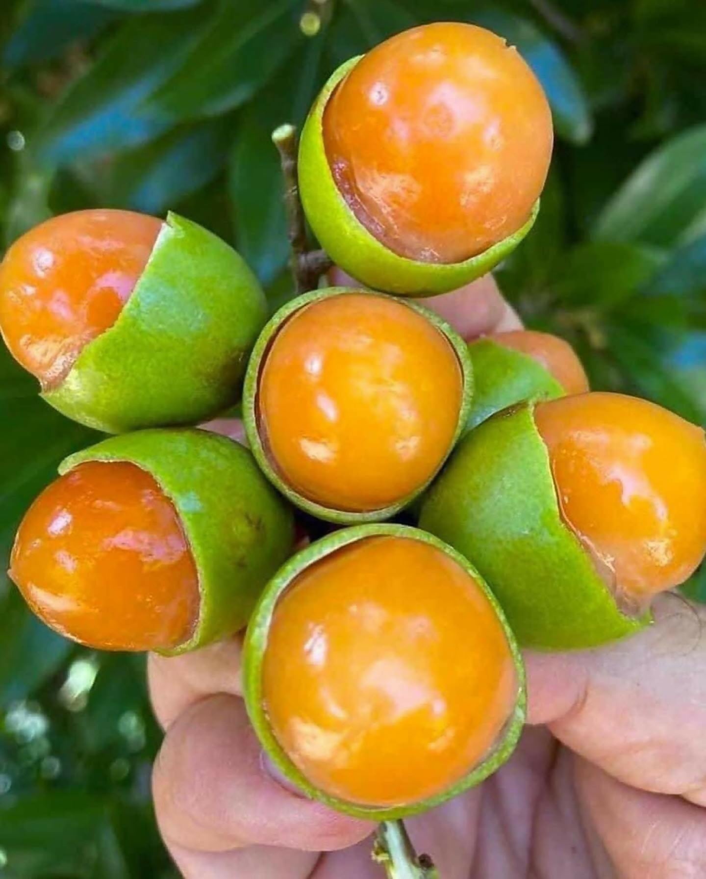 Guayas Fruit Live Plant (Talisia Oliviformis)