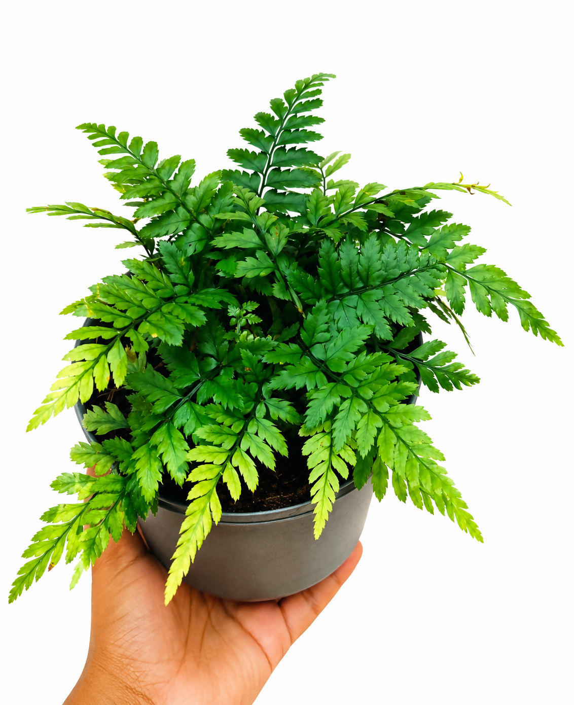 Korean Rock Fern (Polystichum tsus-simense)- Rare Terrarium Fern- The Lush Flora
