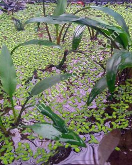 Cryptocoryne wendtii green (single plant)