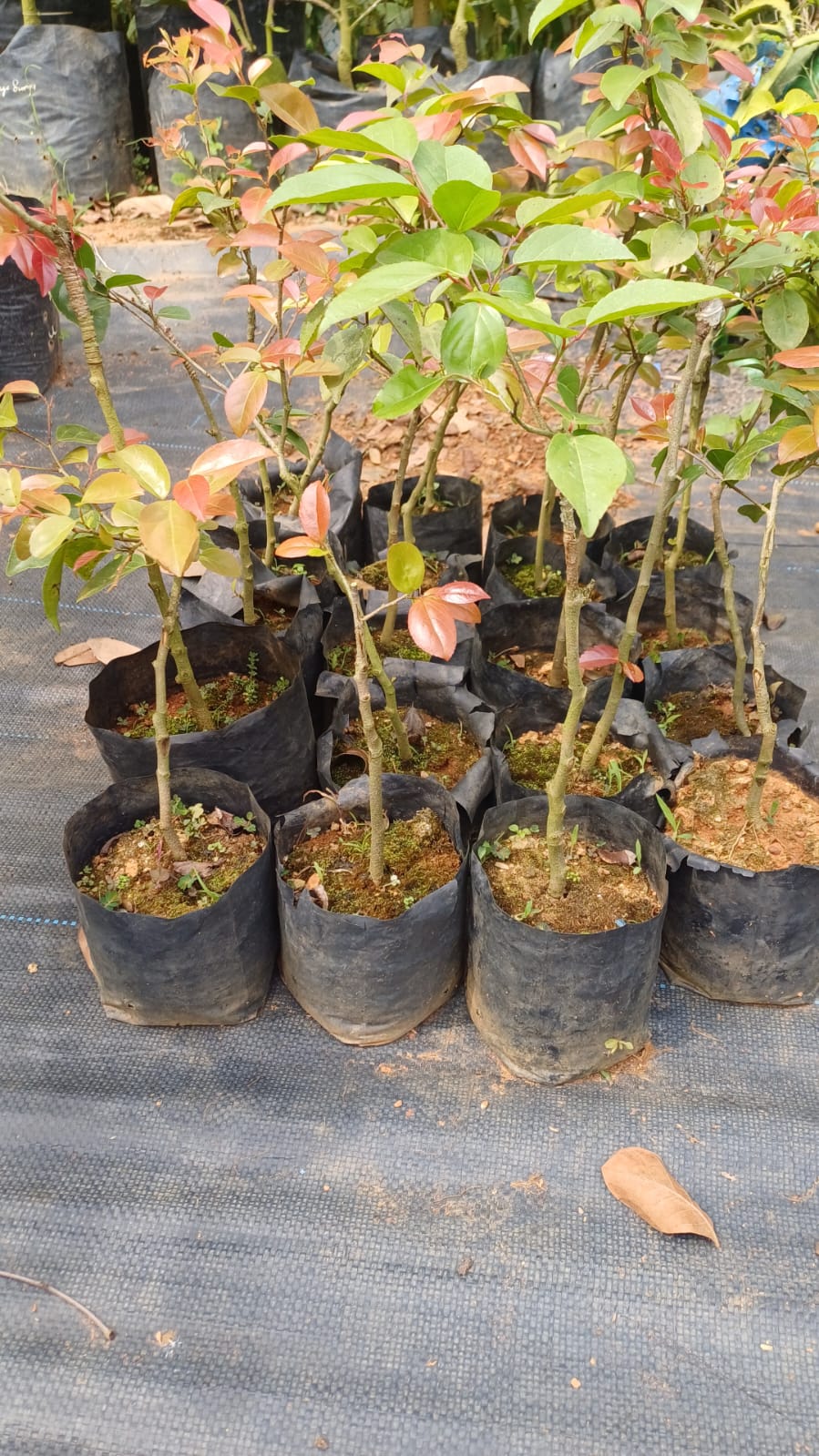 Sweet Loovi Fruit Plant - Keyfarm Wayanad