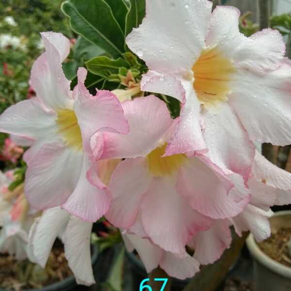 Adenium Plant-67