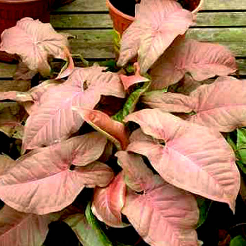 Syngonium Podophyllum Neon Robusta leaf details and texture – healthy indoor plant