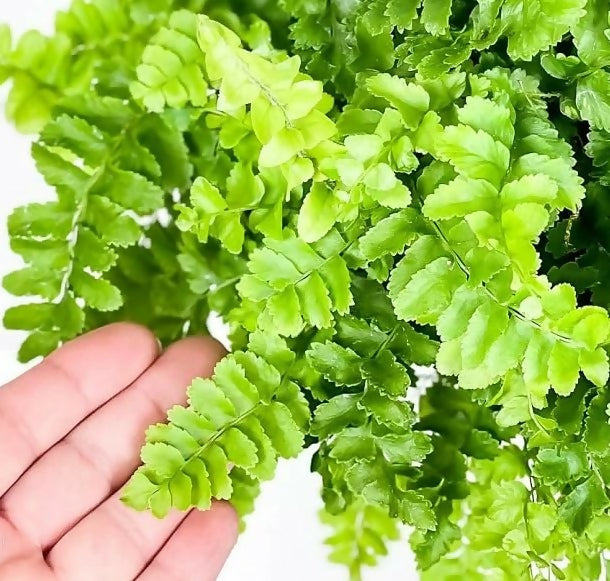 Nephrolepis exaltata 'Pom Pom'(Pom-pom fern)