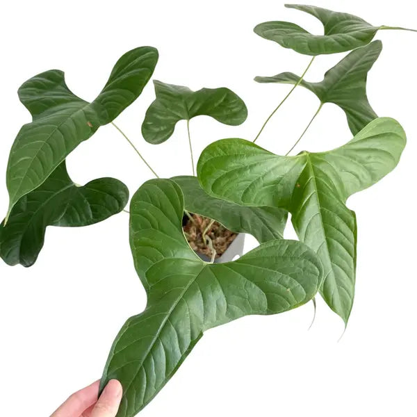 Anthurium Pinkleyi Plant (Ecuador variety) - Rare