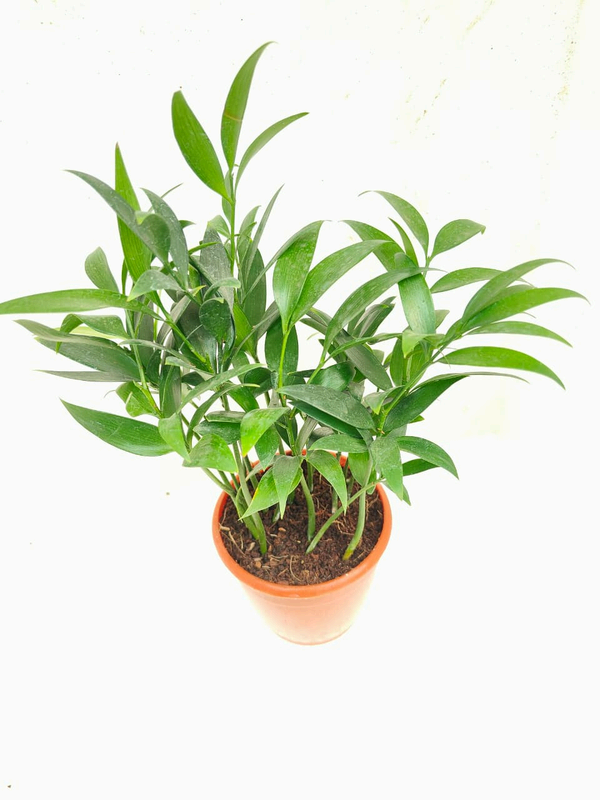 Nagi Podocarpus foliage detail – healthy tissue culture houseplant – Foliages India