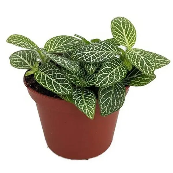 Fittonia albivenis 'Mini White' - Nerve Plant