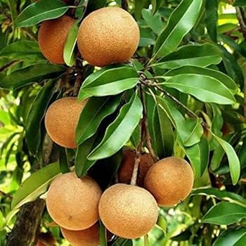 Cricket Ball Sapota Plant - Large & Sweet Fruit - Keyfarm Wayanad