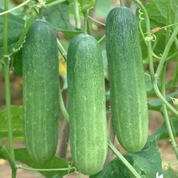 Cucumber - Seed