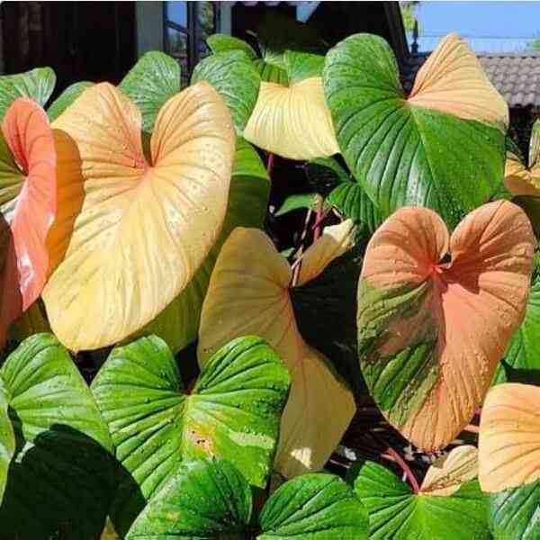 Philodendron Homelomena Tricolour Full Variegated - Rare Plant