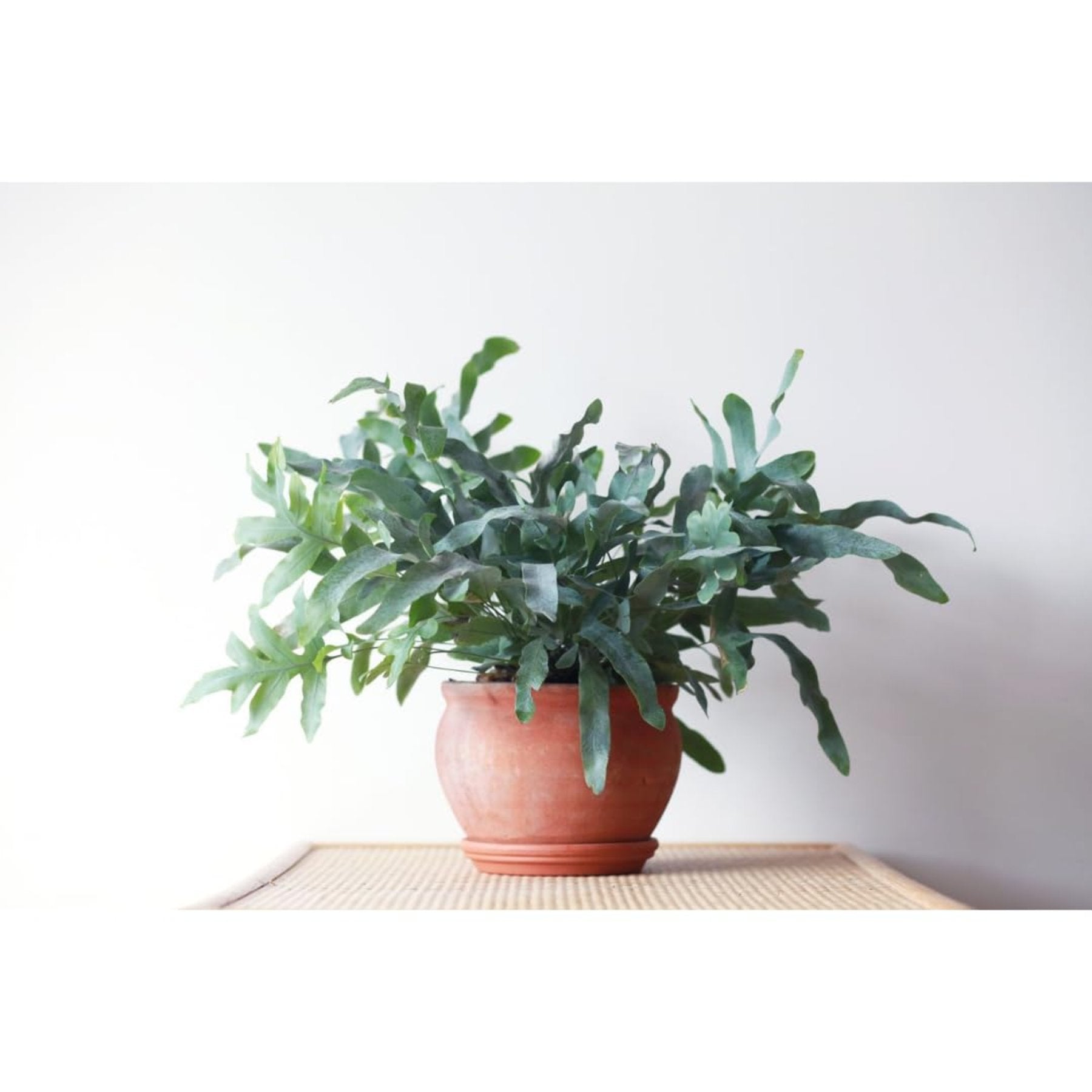 Blue Star Fern potted indoor plant – ships pan-India