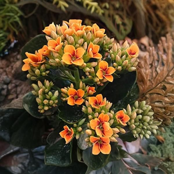 Kalanchoe Orange
