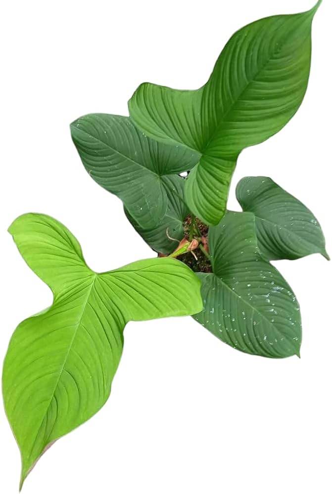 Philodendron Fibraecataphyllum