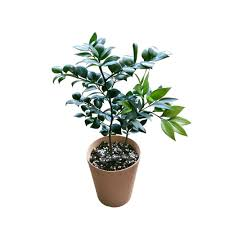 Nagi Podocarpus Live Plant – Rare Starter TC Plant – Foliages India