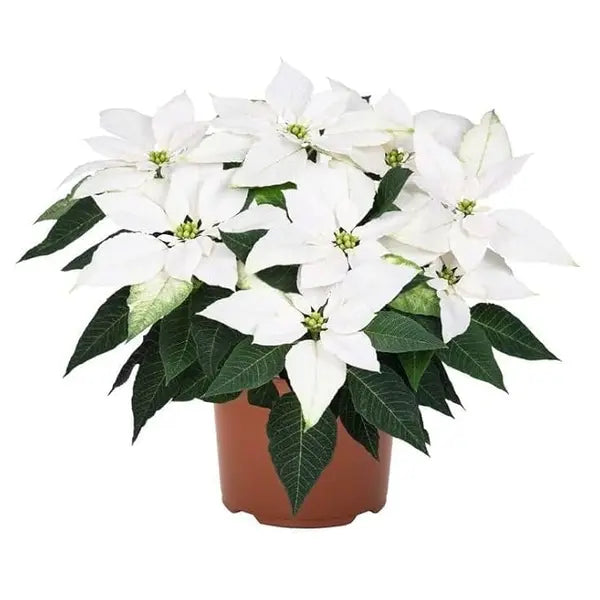 Poinsettia White