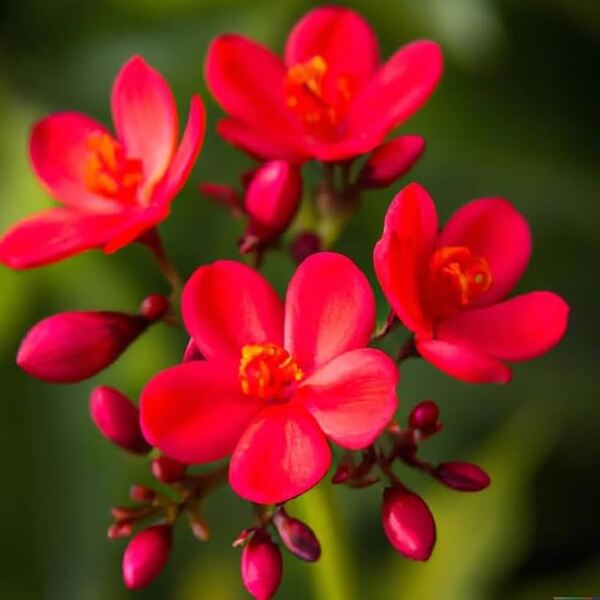 Jatropha Plant (Nettlespurges)