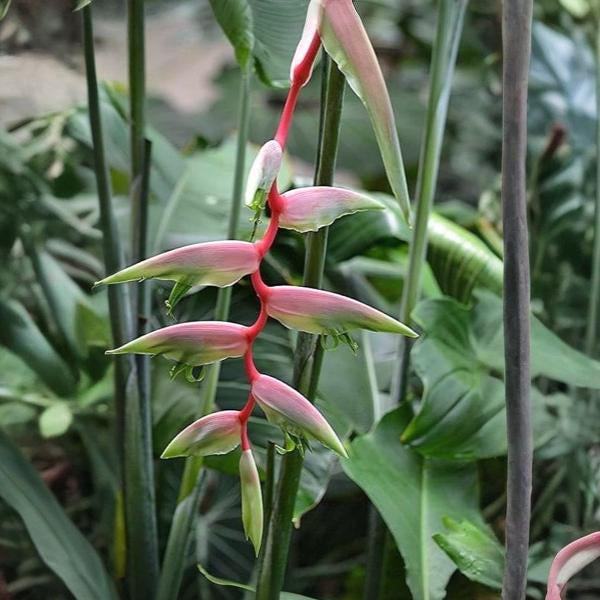 Heliconia chartacea Temptress
