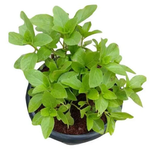 Madhura Tulasi (Stevia)