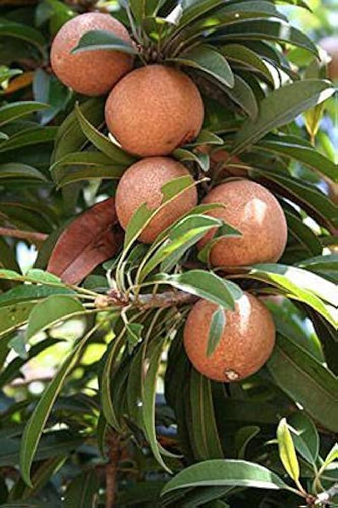 Chickoo Sapota Plant - Sweet & Nutritious Fruit - Keyfarm Wayanad